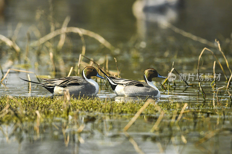 在印度亚洲拉贾斯坦邦的keoladeo国家公园或bharatpur鸟类保护区的湿地上，北方针尾或Anas acuta家族或一对水鸟一起漂浮